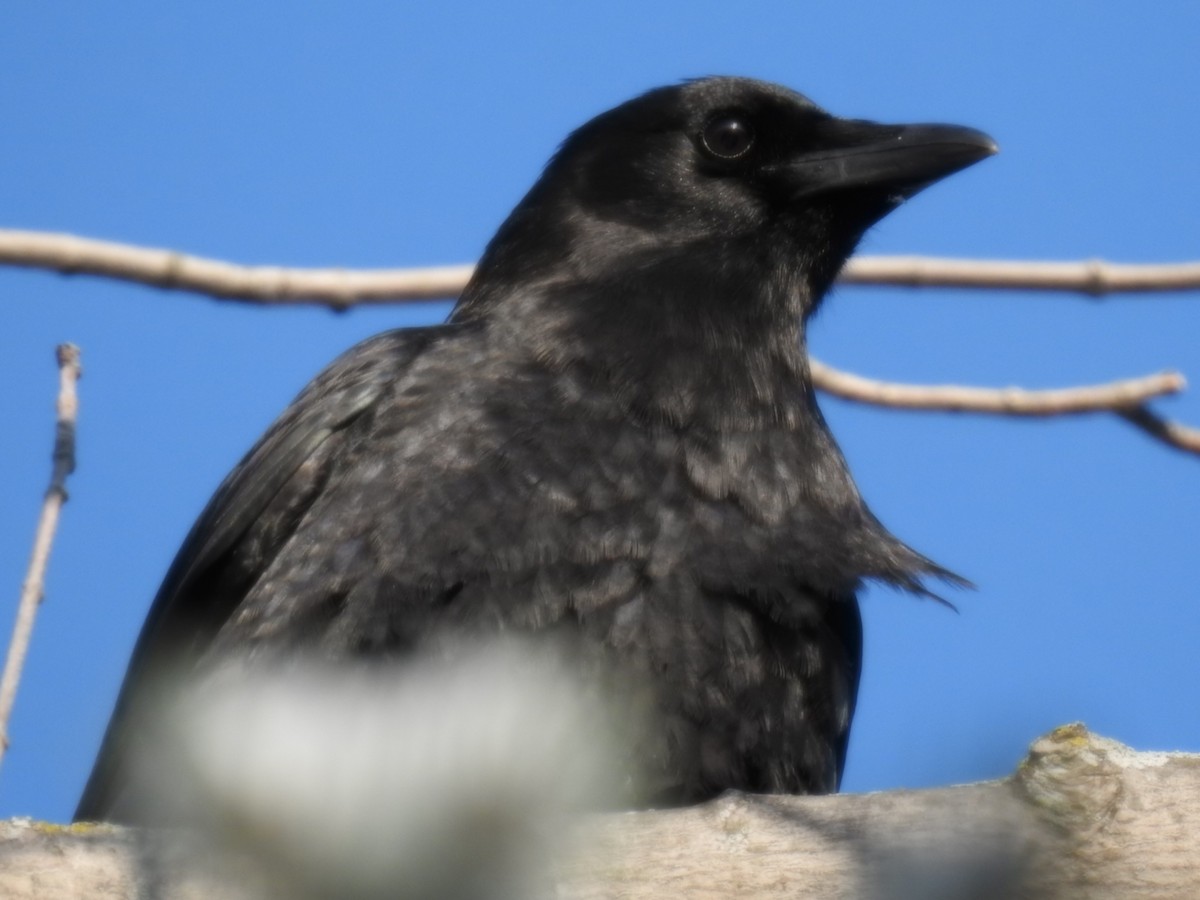 American Crow - ML616360419