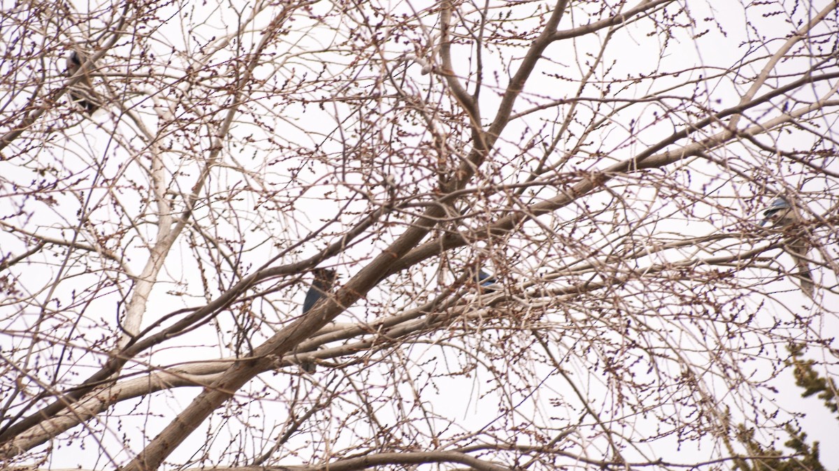 Steller's Jay - ML616360524