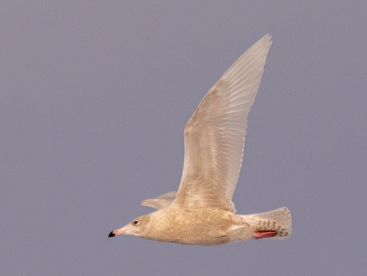 Glaucous Gull - Darrell Lawson