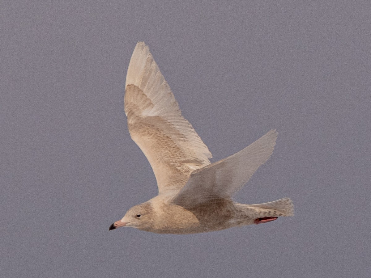 Glaucous Gull - Darrell Lawson