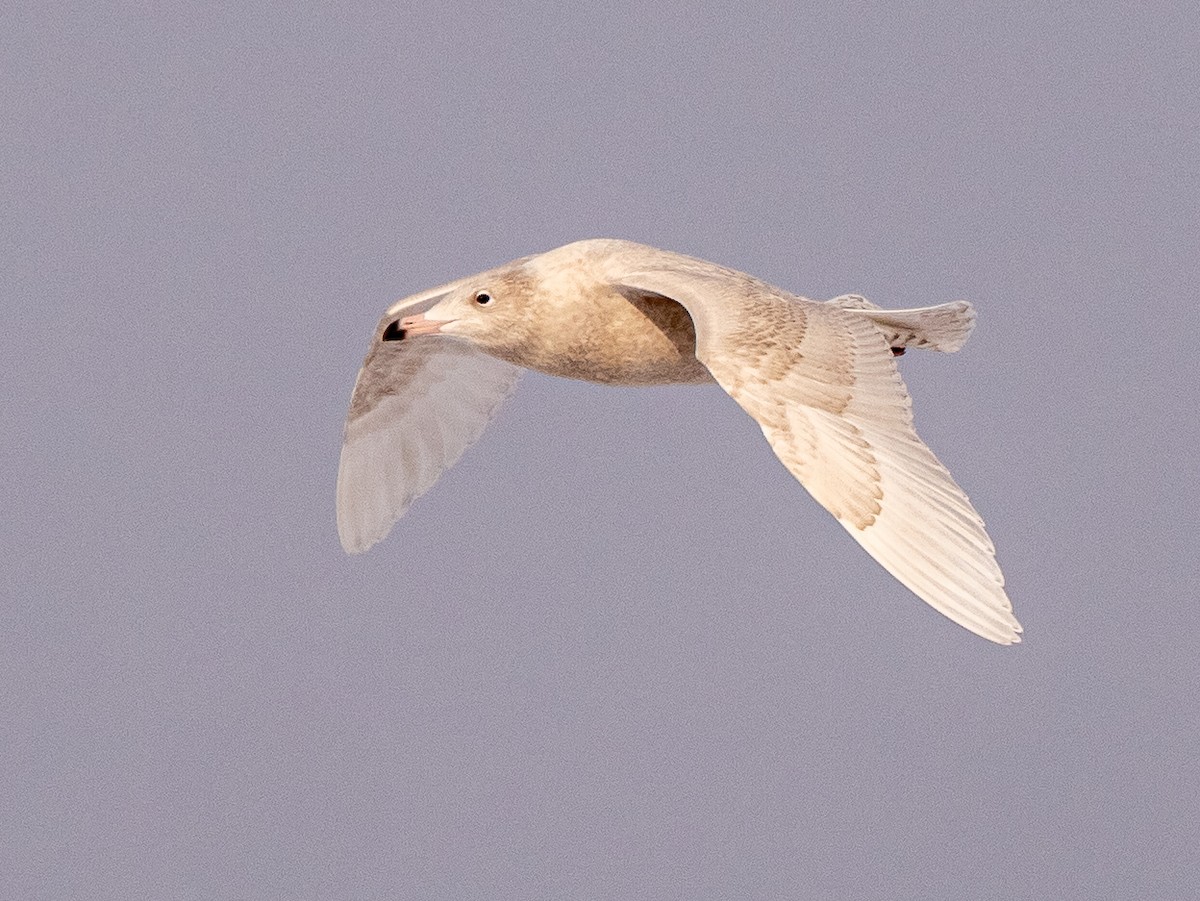 Glaucous Gull - Darrell Lawson