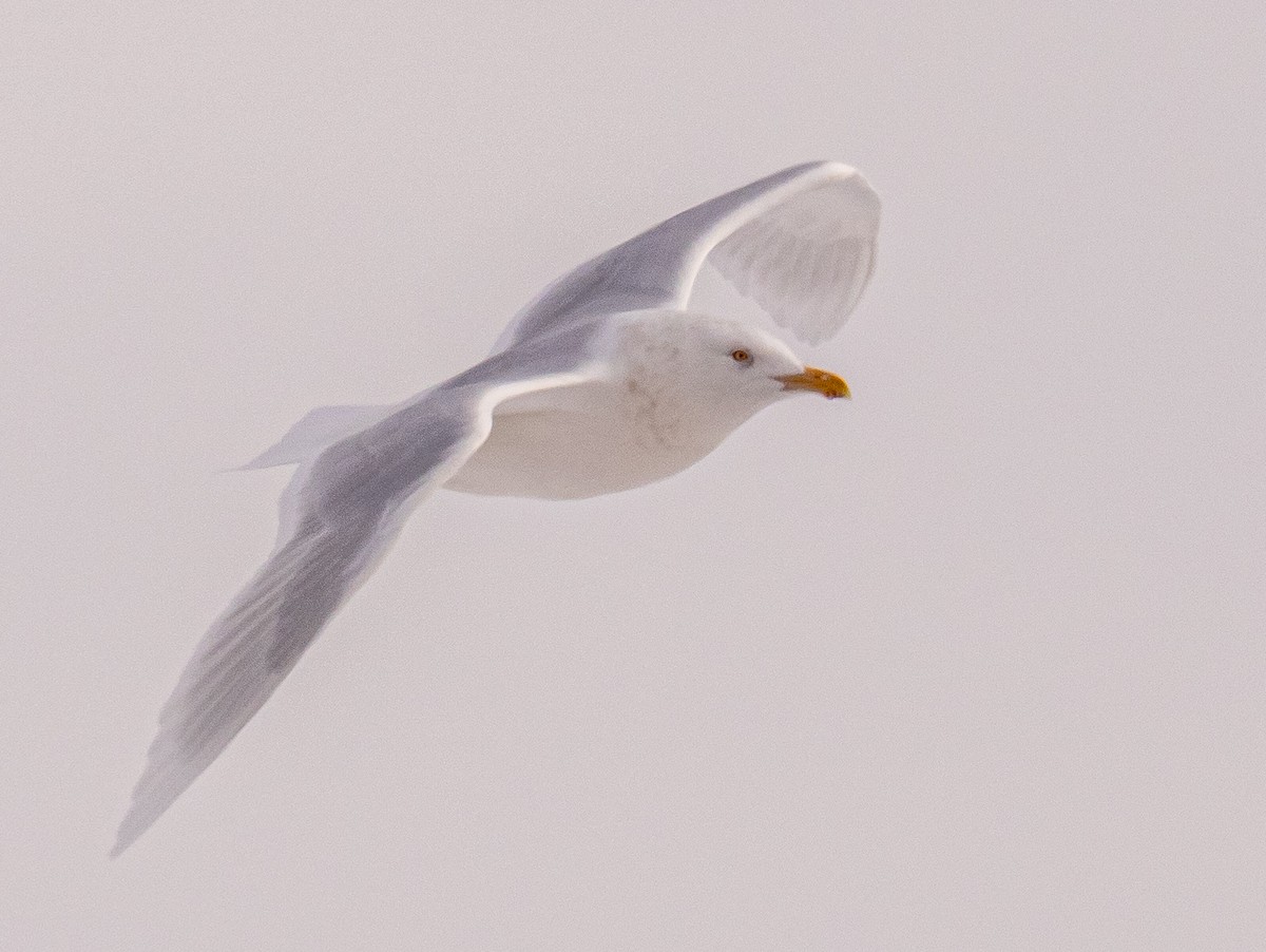 Glaucous Gull - Darrell Lawson