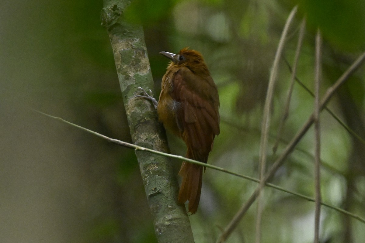 Ruddy Woodcreeper - ML616360695