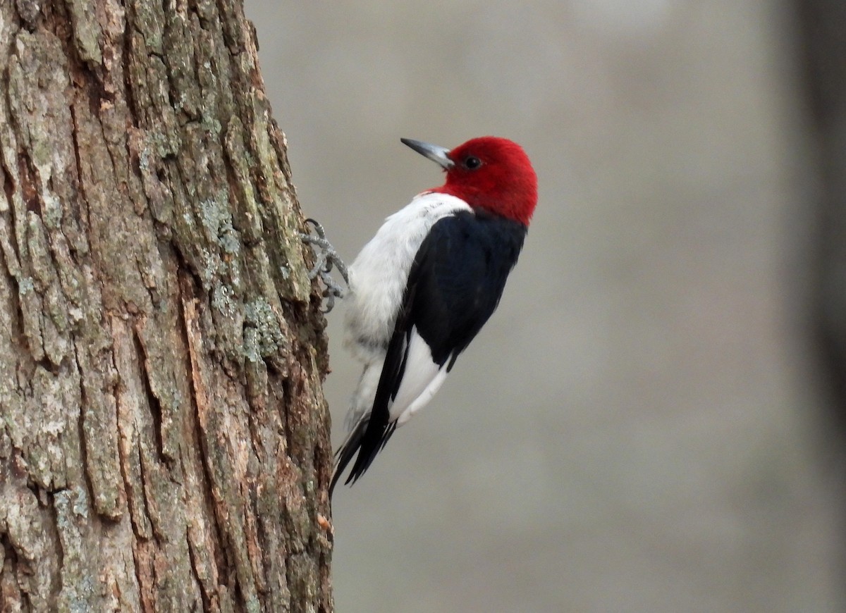 Red-headed Woodpecker - Holly Taylor