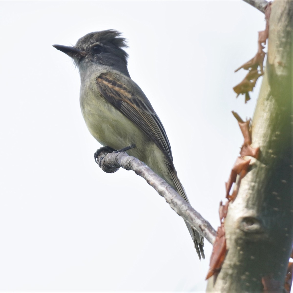 Flammulated Flycatcher - ML616360747