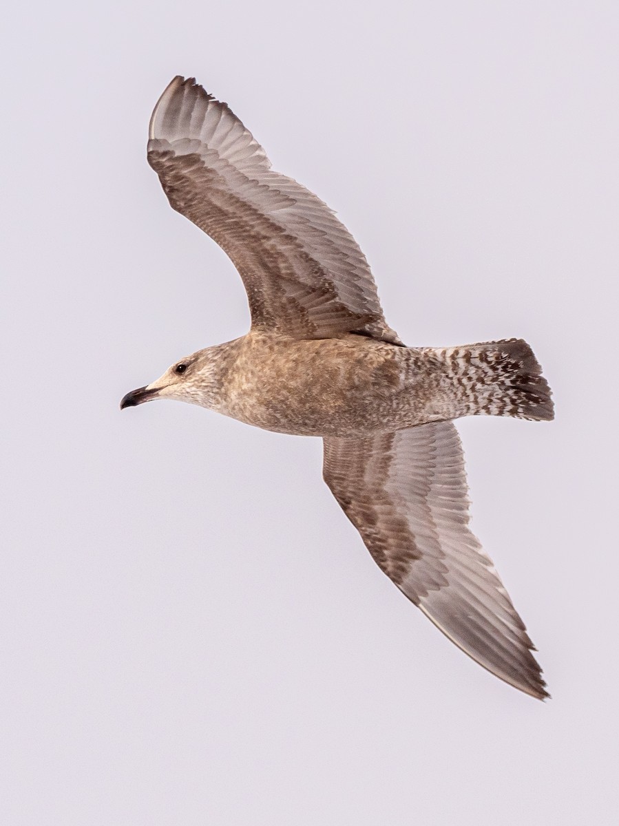 Herring Gull - Darrell Lawson