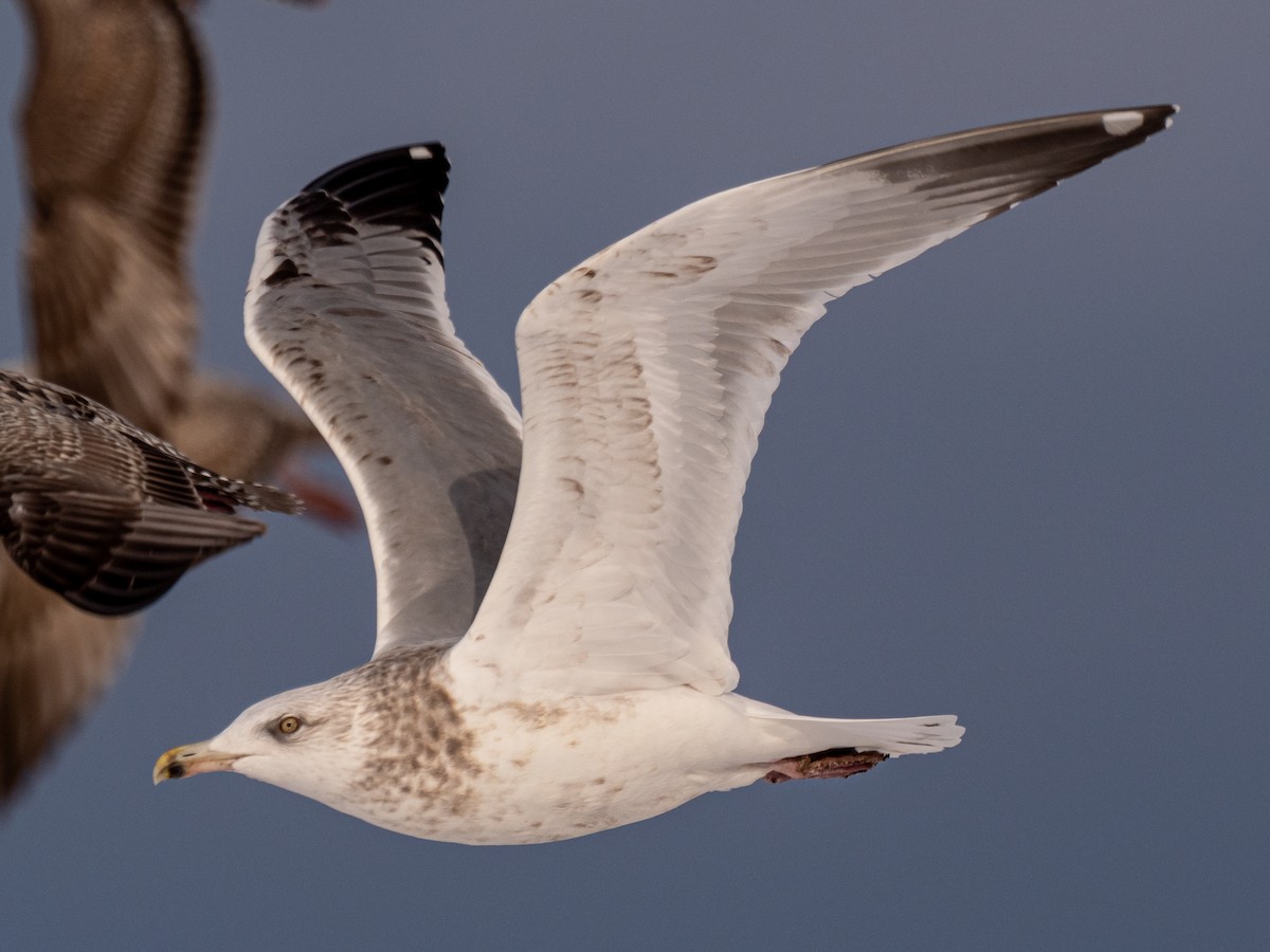 Herring Gull - Darrell Lawson