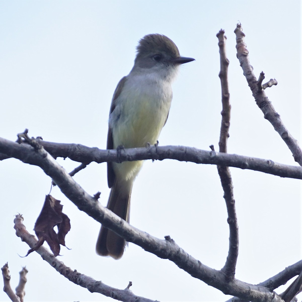 Nutting's Flycatcher - ML616360762