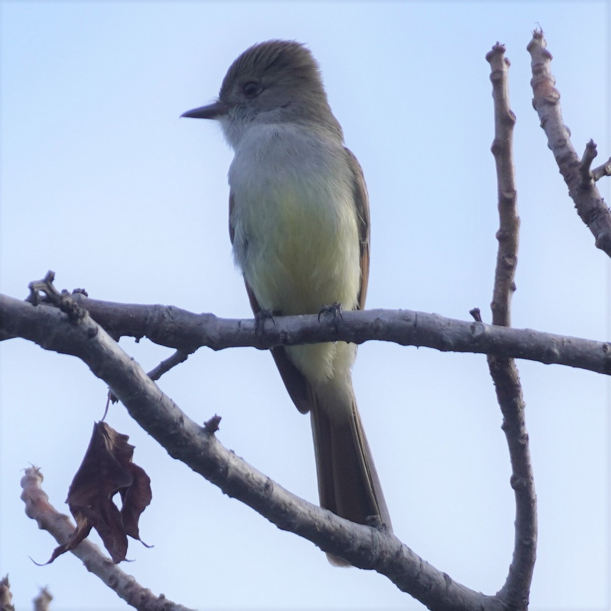 Nutting's Flycatcher - ML616360763