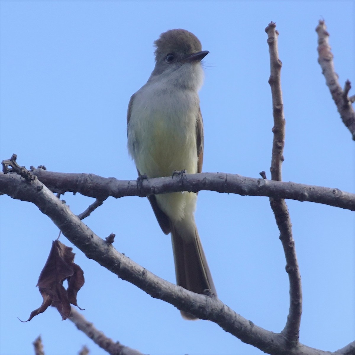 Nutting's Flycatcher - ML616360764