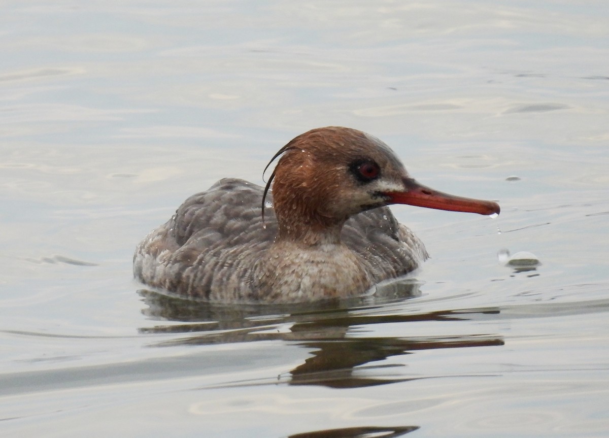 Red-breasted Merganser - Holly Taylor