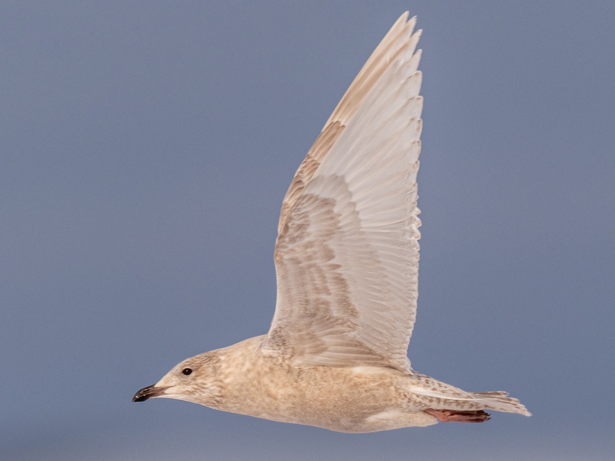 Iceland Gull - Darrell Lawson