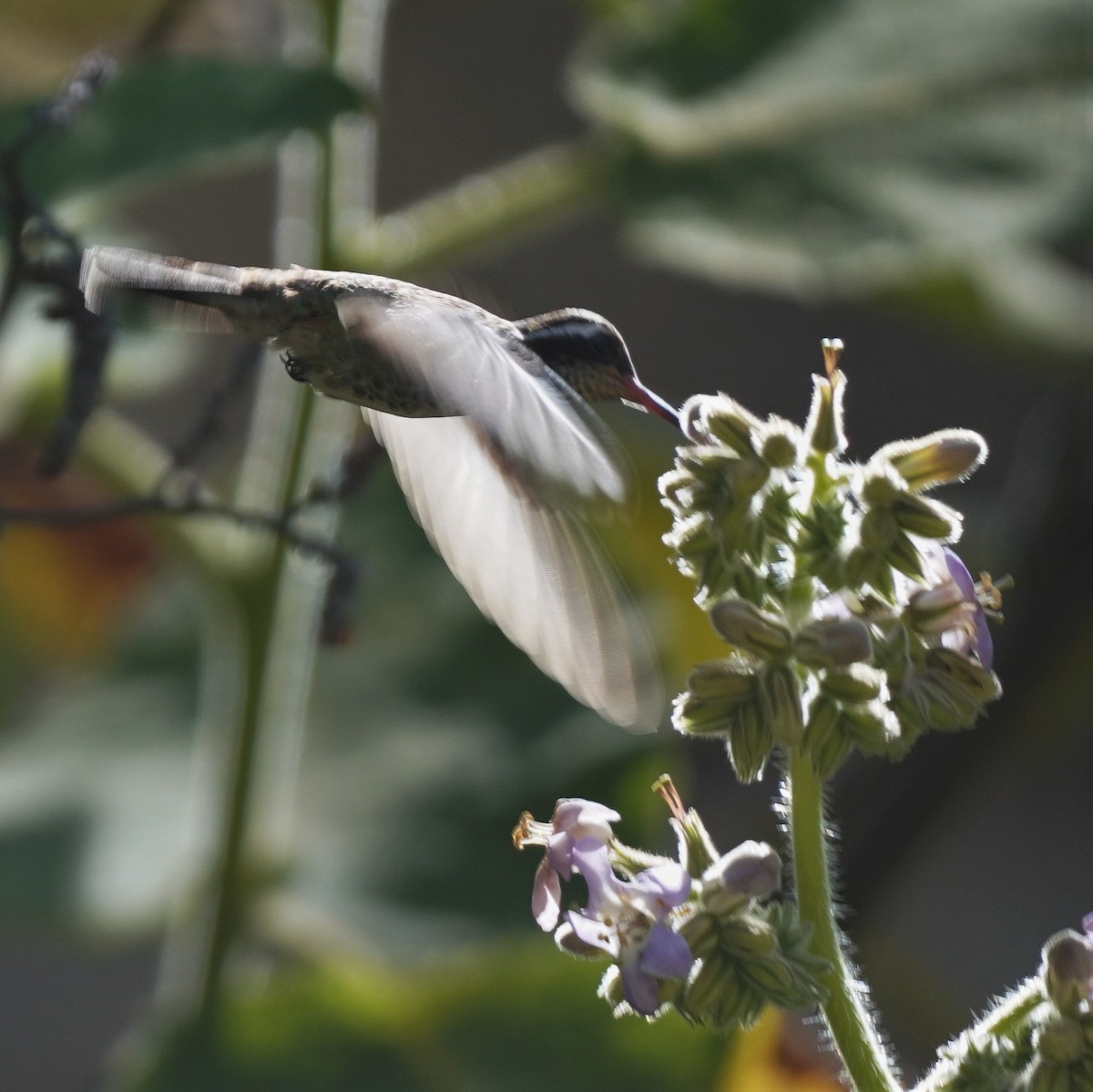 White-eared Hummingbird - Brian Rapoza