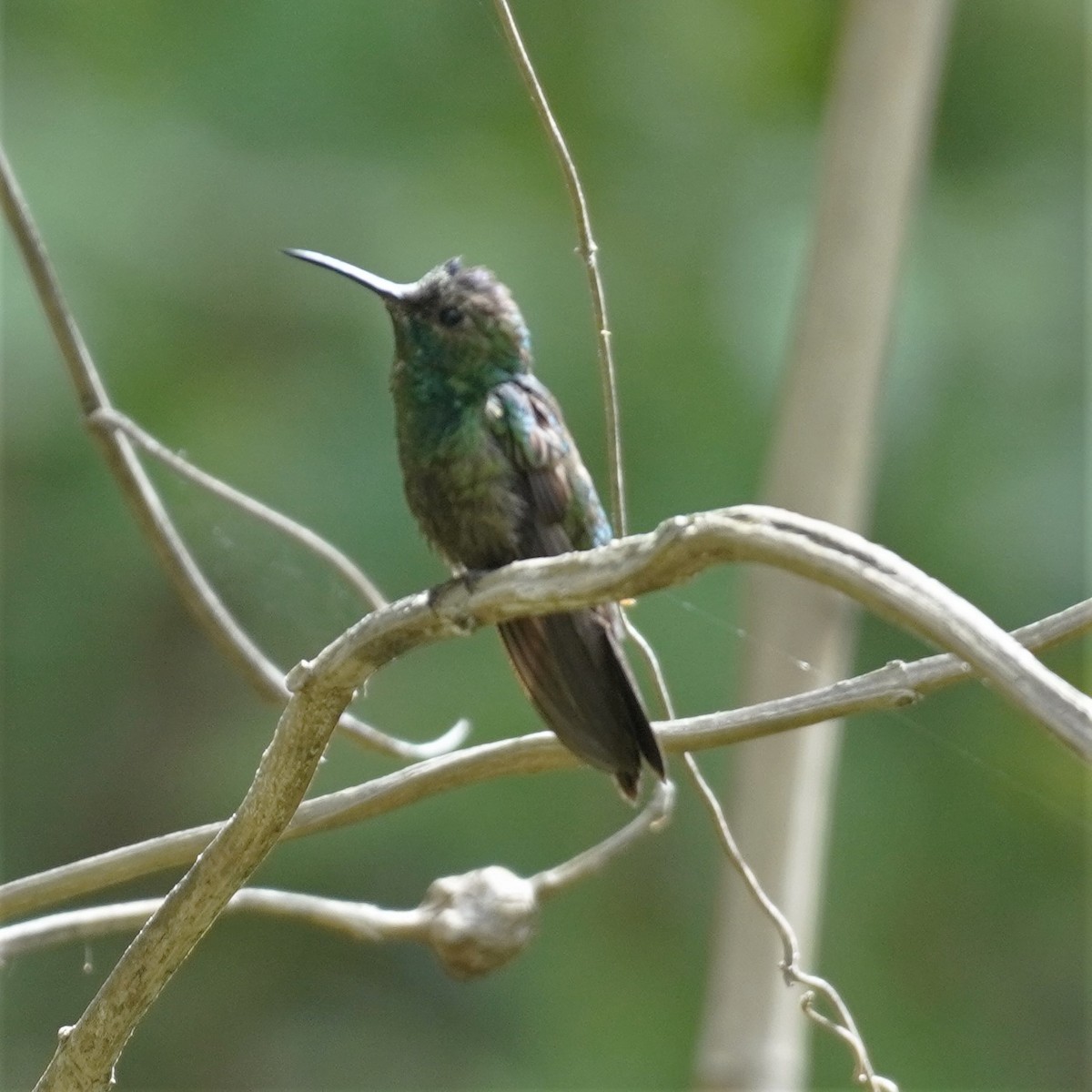 kolibřík colimský - ML616360829