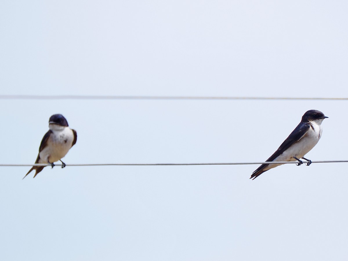 Pearl-breasted Swallow - ML616360863