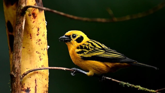 Golden Tanager - ML616360916