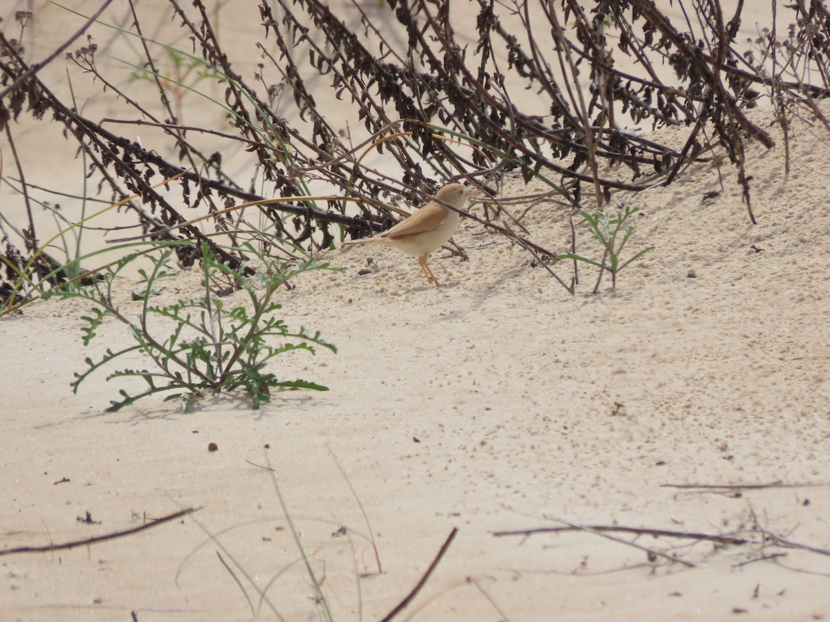 African Desert Warbler - ML616360961