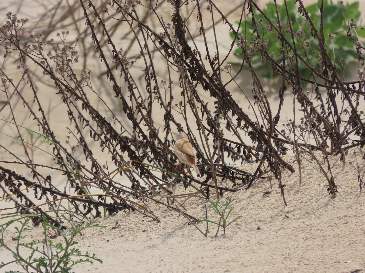 African Desert Warbler - ML616360962