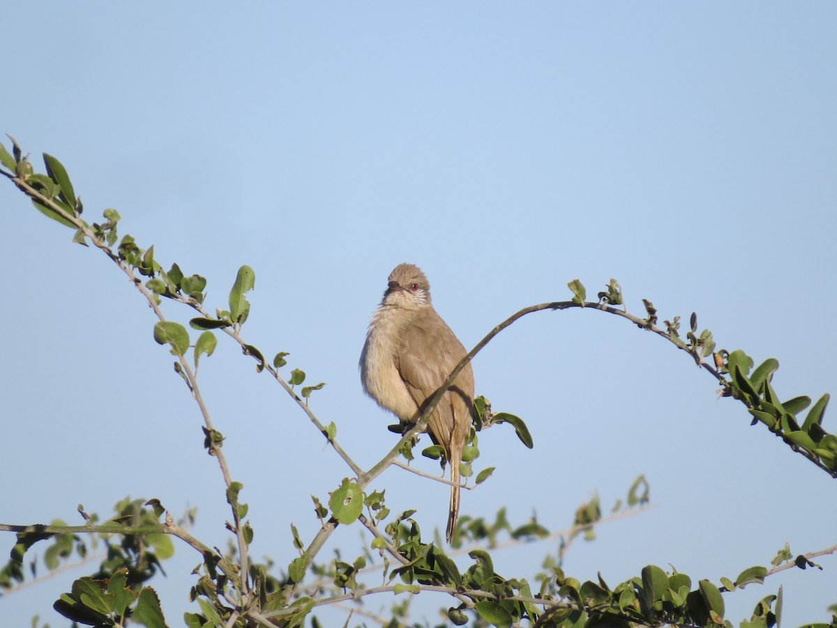 Bulbul de Blanford - ML616360980