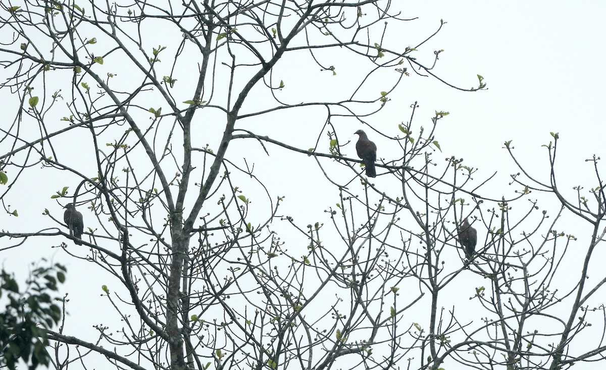 Pale-capped Pigeon - ML616360995
