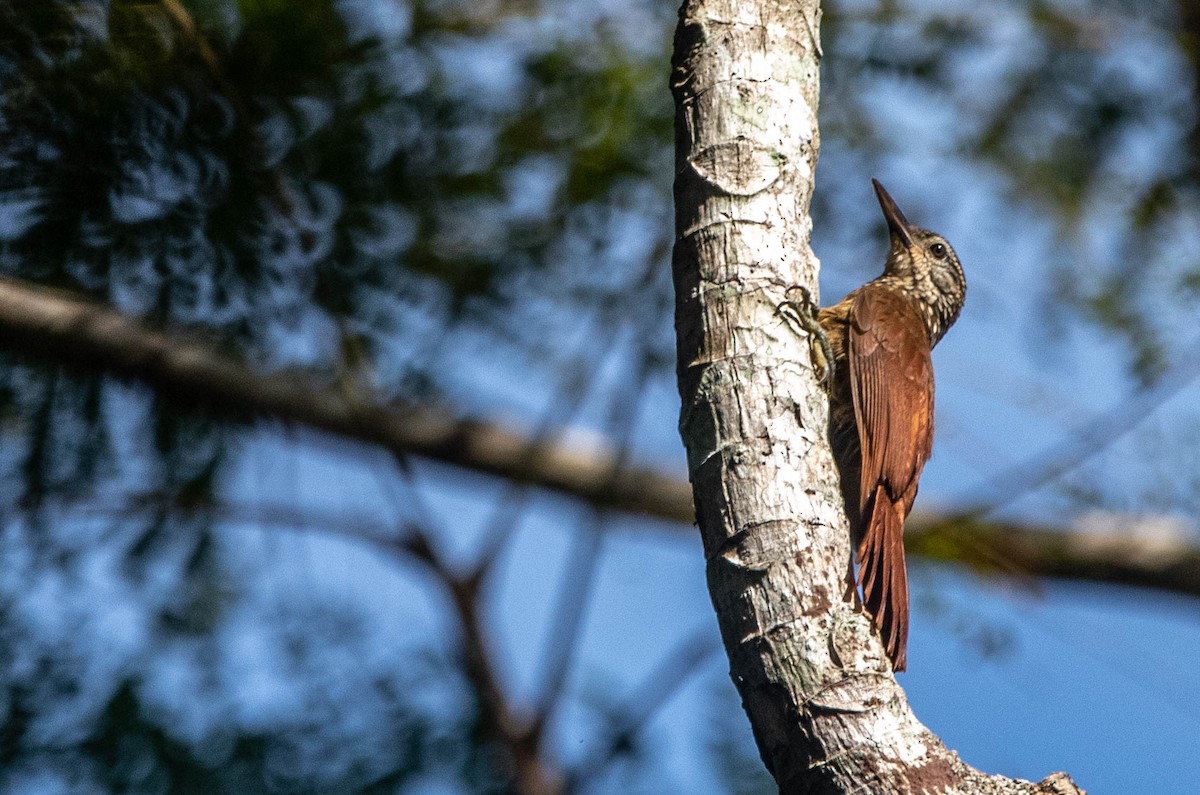 Amazonian Barred-Woodcreeper (Xingu) - ML616361070