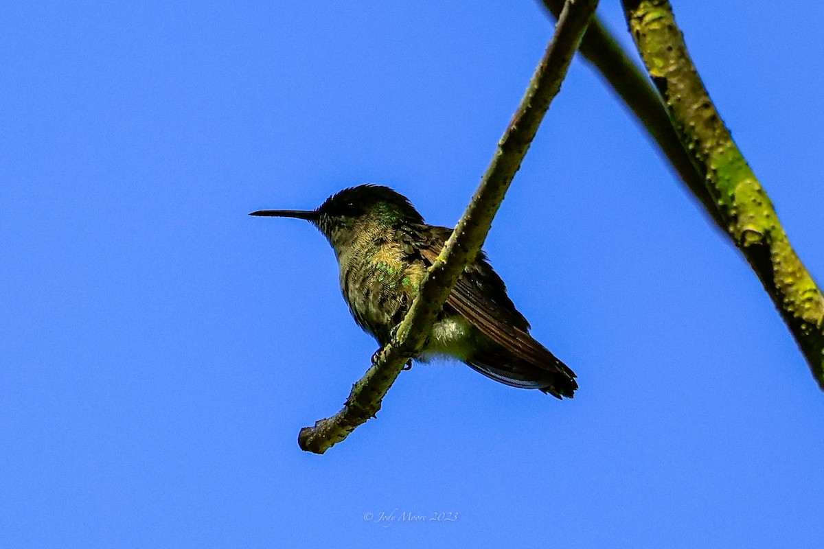 Vervain Hummingbird - Jody Moore