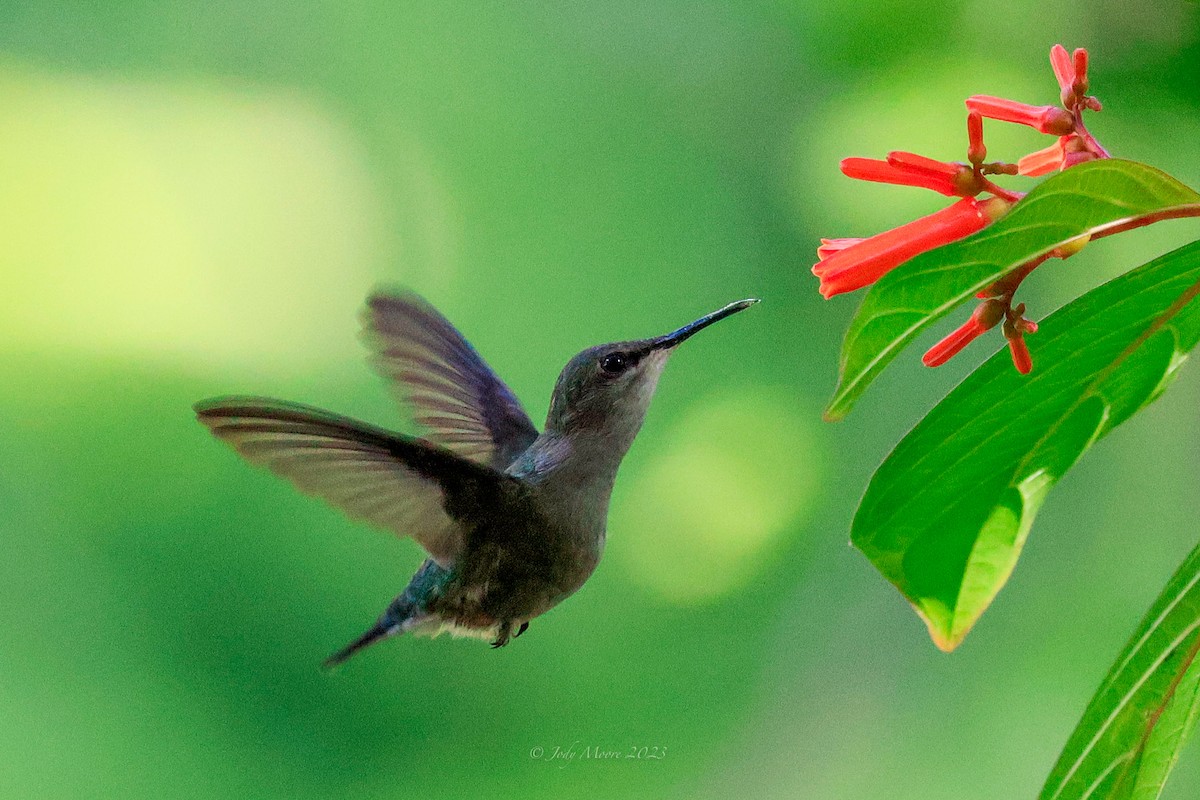 Vervain Hummingbird - Jody Moore