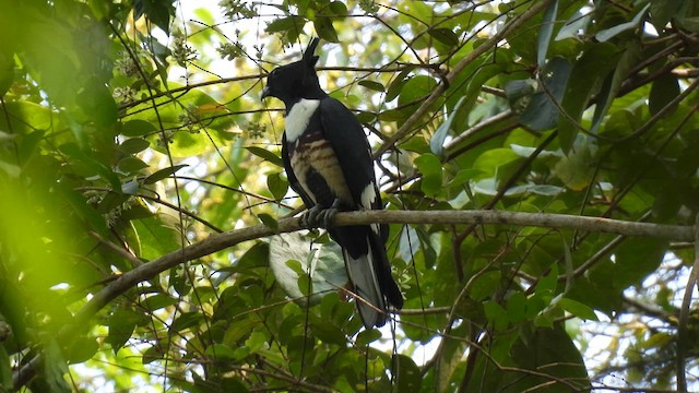 Black Baza - ML616361129