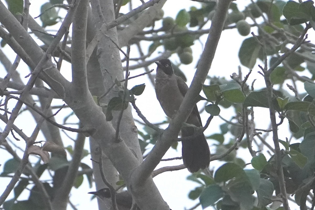 Blackcap Babbler - Ben Costamagna