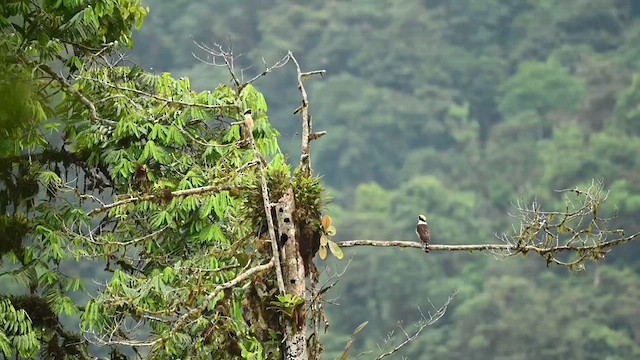 Laughing Falcon - ML616361136