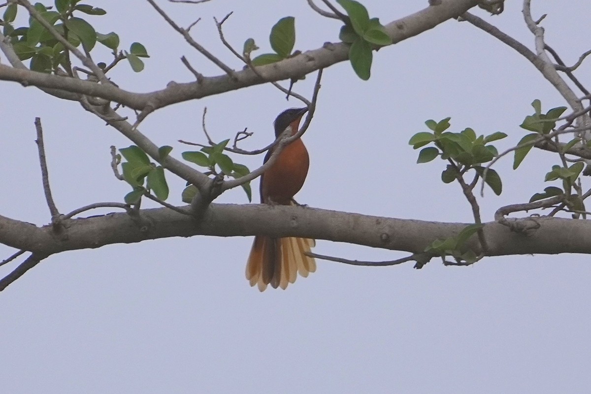 White-crowned Robin-Chat - ML616361151