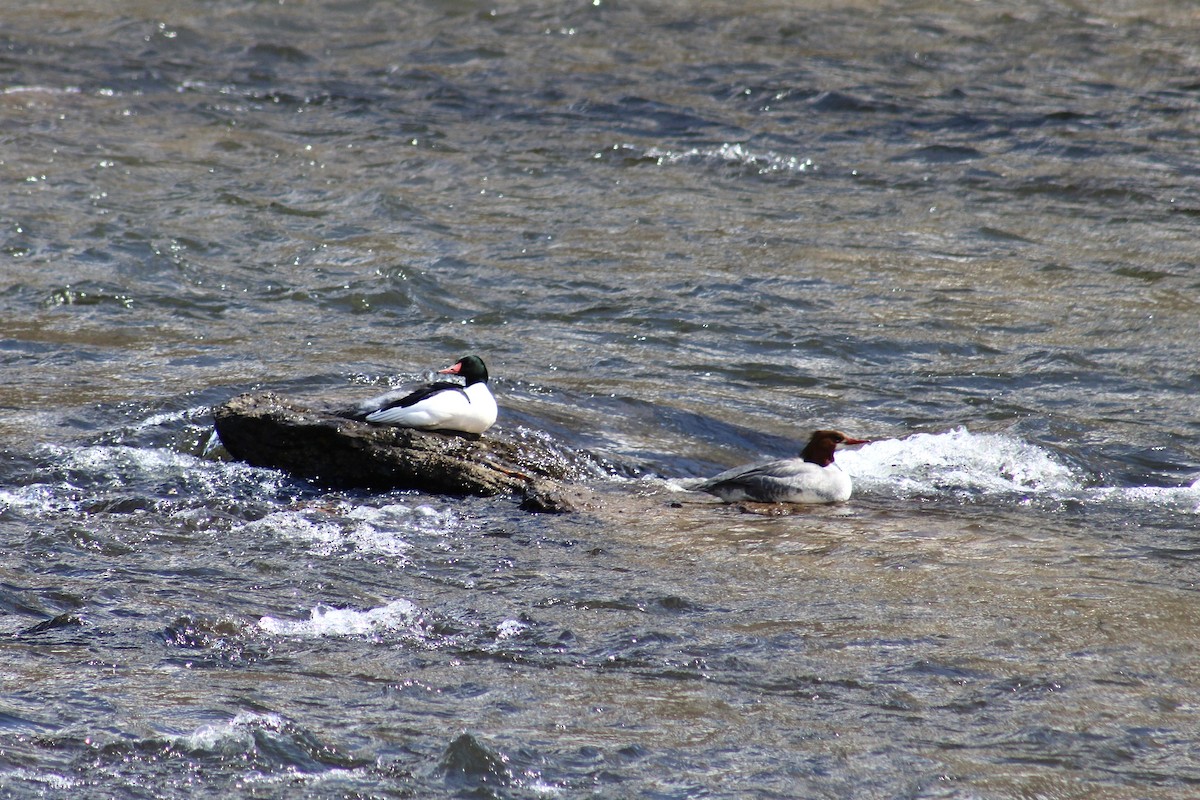 Common Merganser (North American) - ML616361167