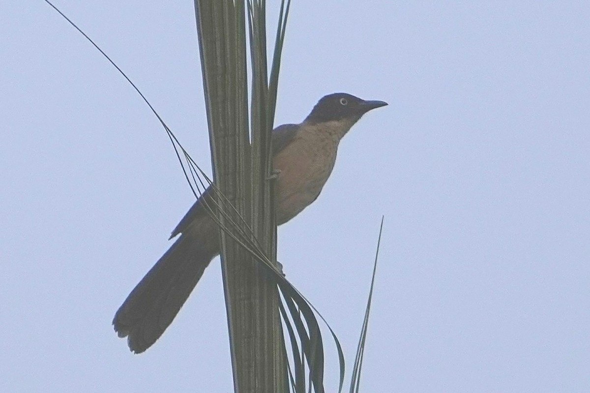 Blackcap Babbler - Ben Costamagna