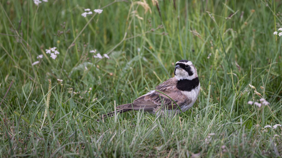 Horned Lark - ML616361184