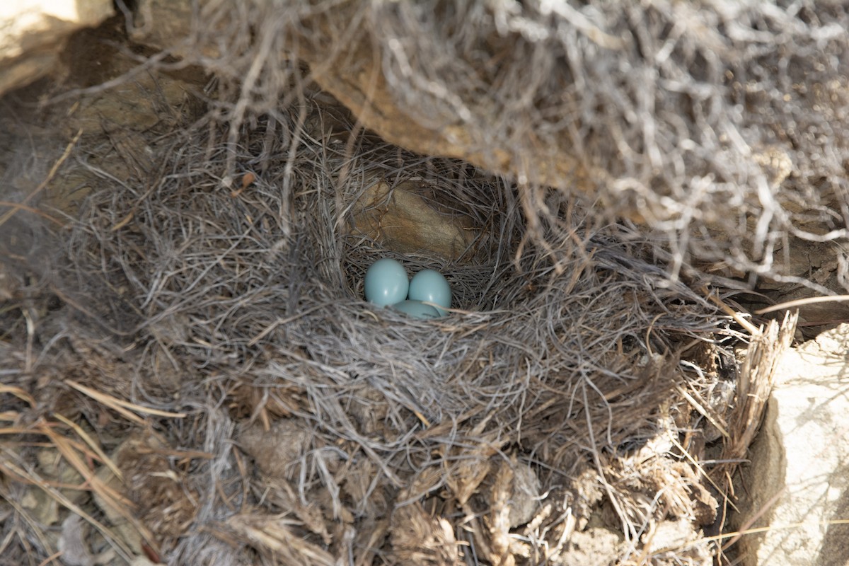 Short-toed Rock-Thrush - ML616361210