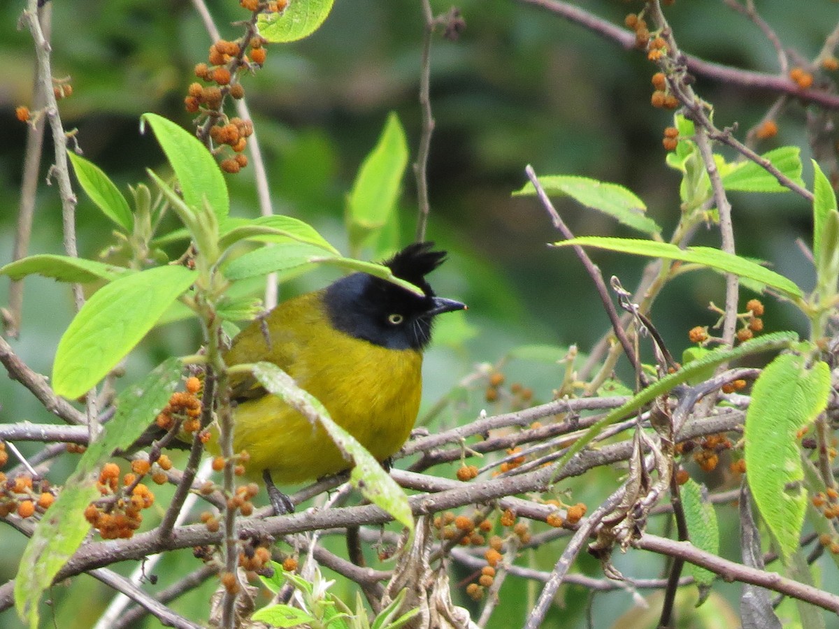 Black-crested Bulbul - Mick Mellor