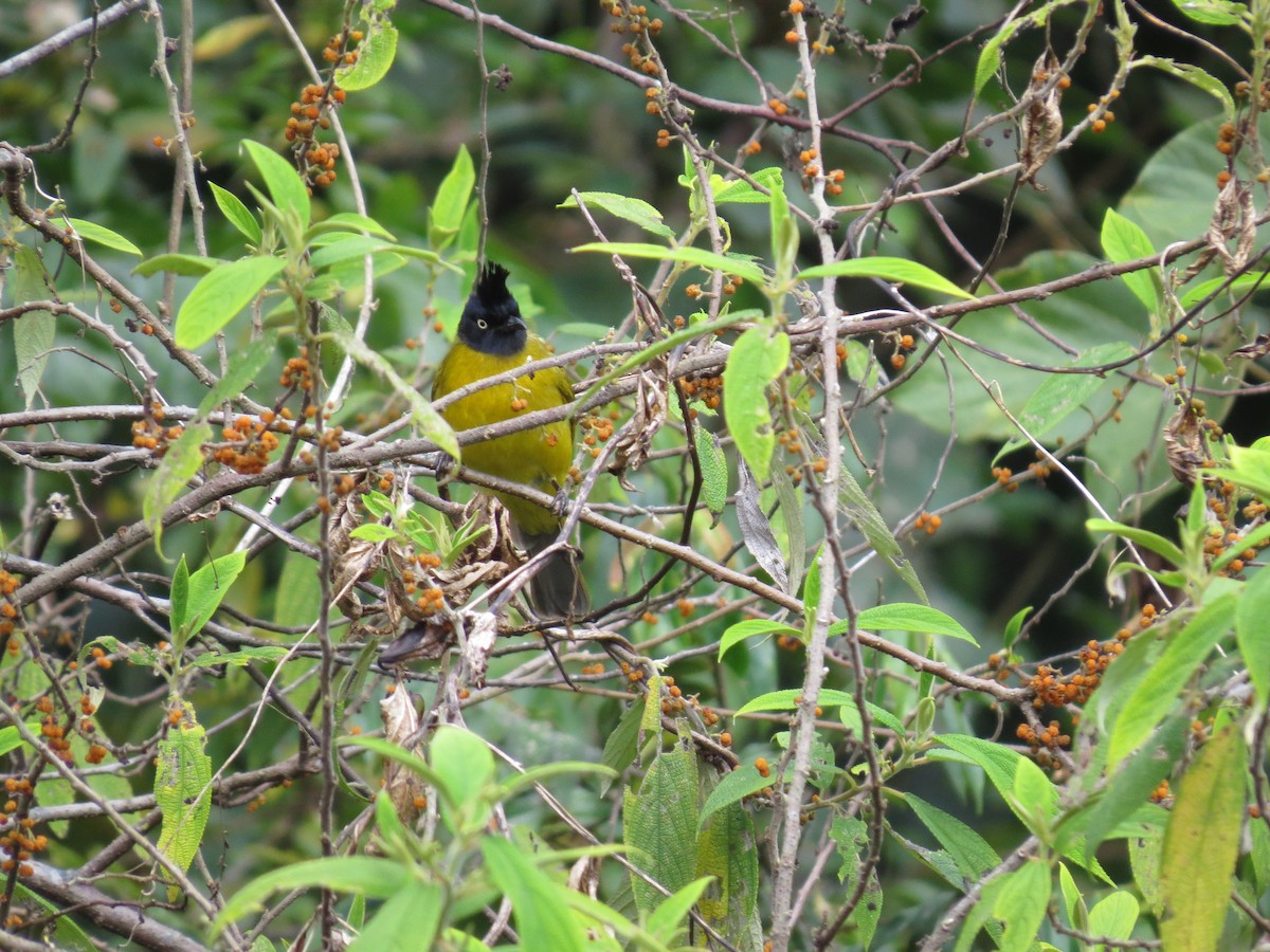 Black-crested Bulbul - ML616361213