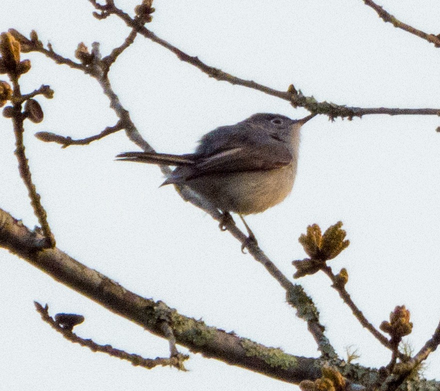 Blue-gray Gnatcatcher - ML616361230