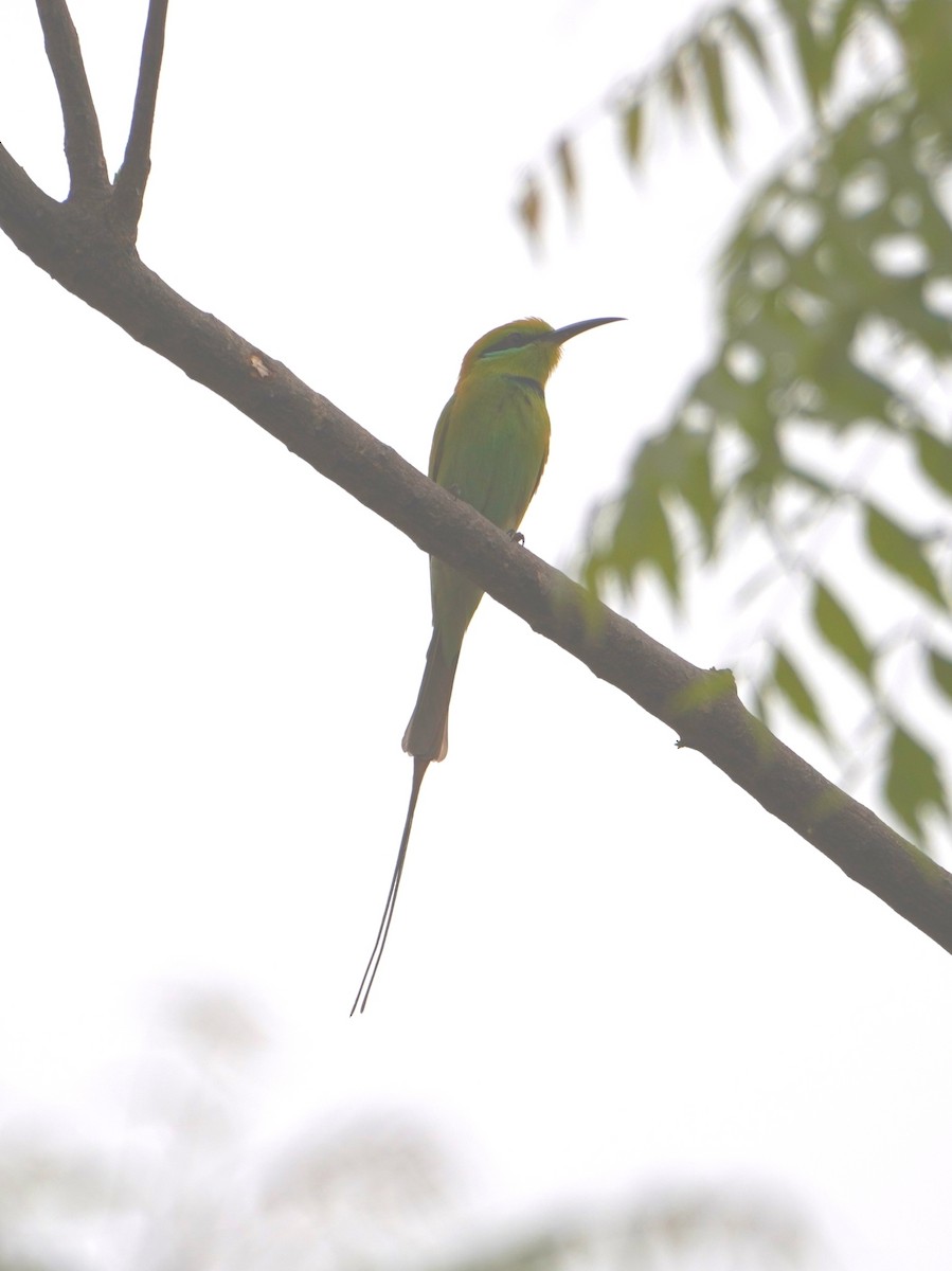 Abejaruco Esmeralda Africano - ML616361247