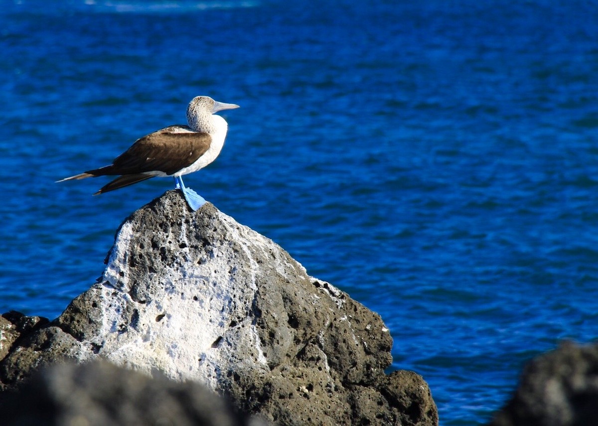 Blue-footed Booby - Colby Baker