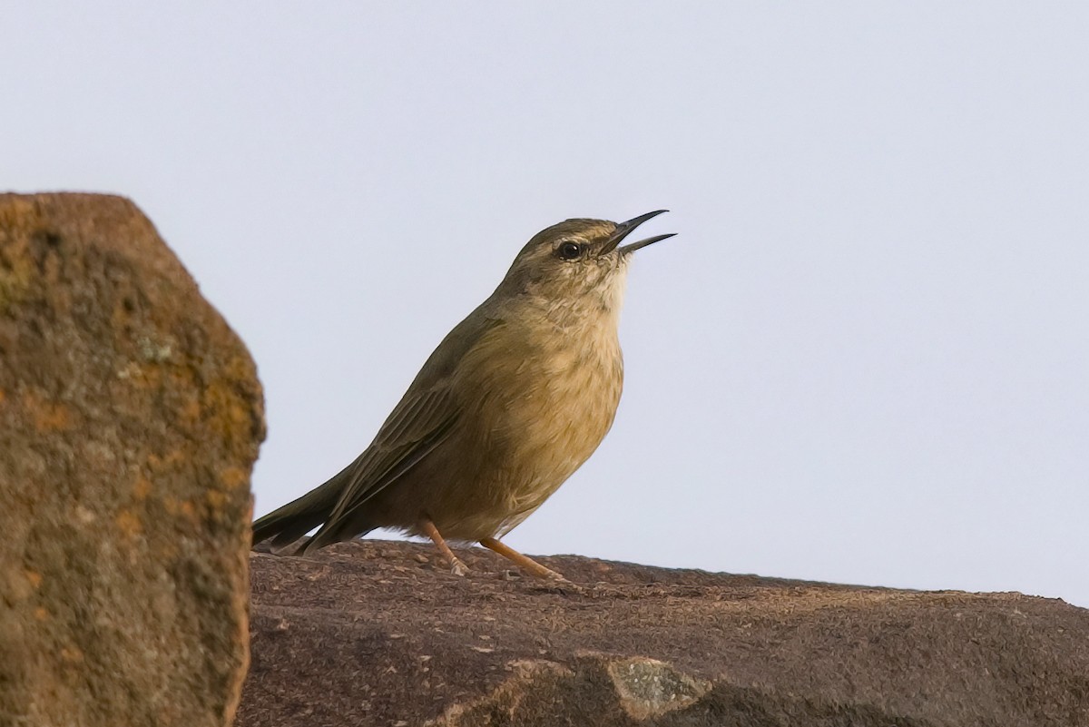 Yellow-tufted Pipit - Derek Engelbrecht