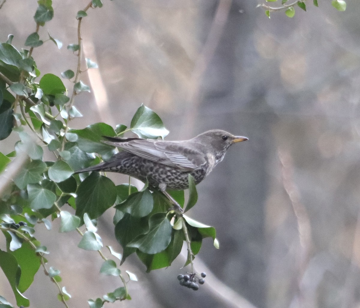 Ring Ouzel - ML616361299