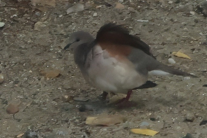 Plain-breasted Ground Dove - ML616361318