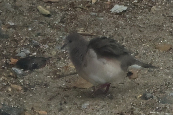 Plain-breasted Ground Dove - ML616361319