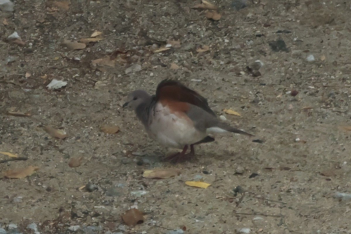 Plain-breasted Ground Dove - ML616361321