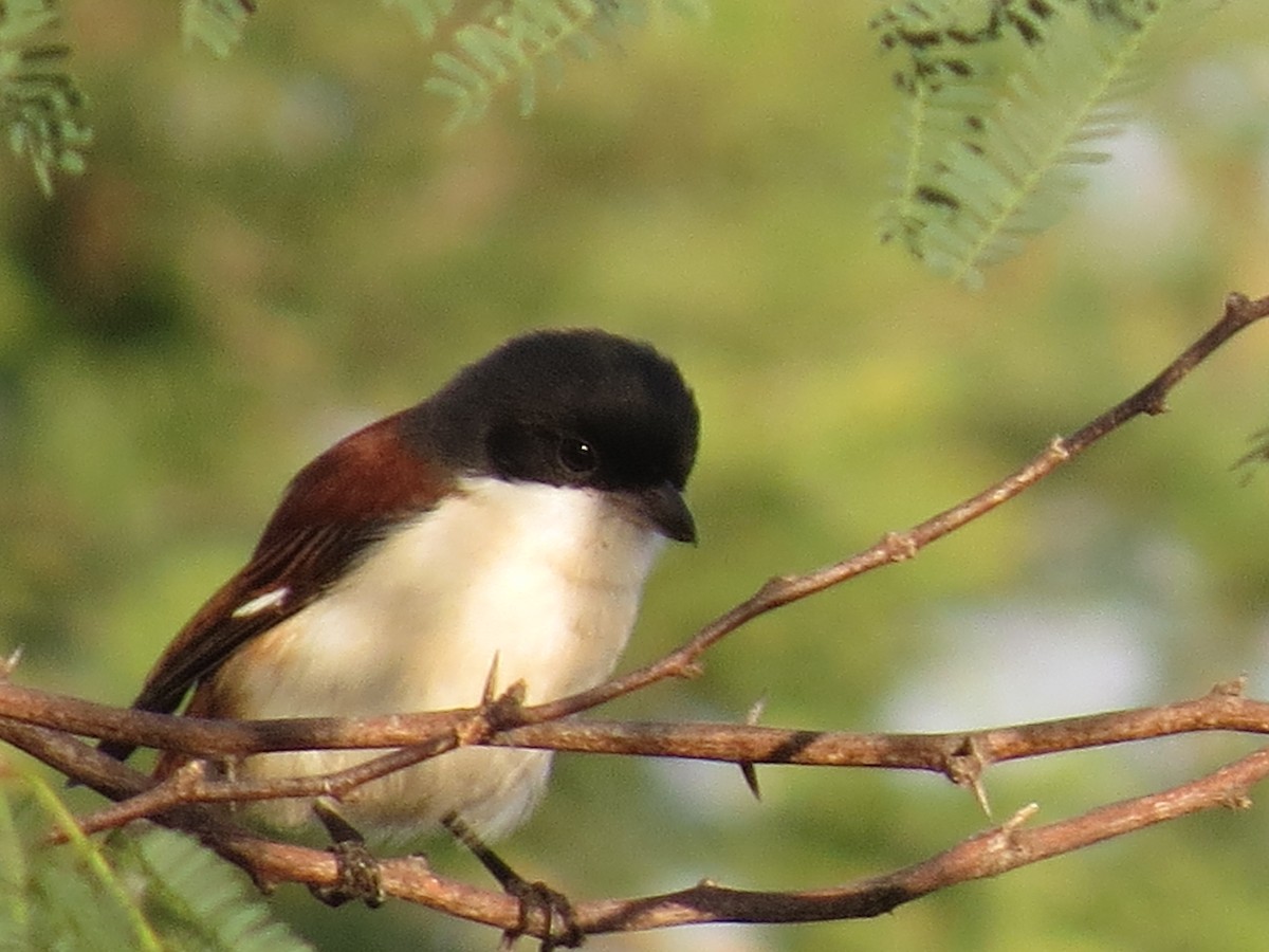 Burmese Shrike - Mick Mellor