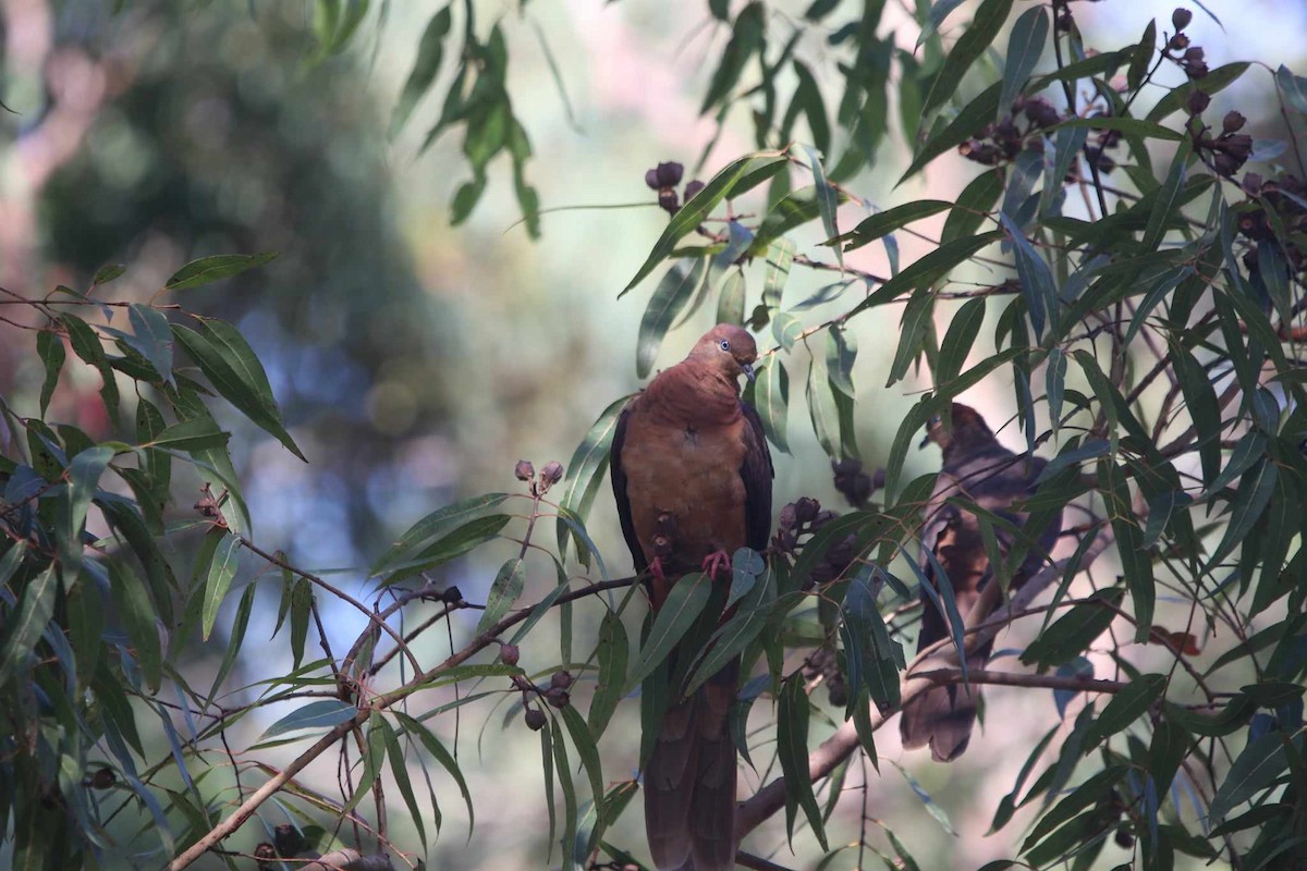 Brown Cuckoo-Dove - ML616361339