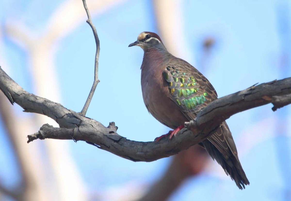 Common Bronzewing - ML616361347