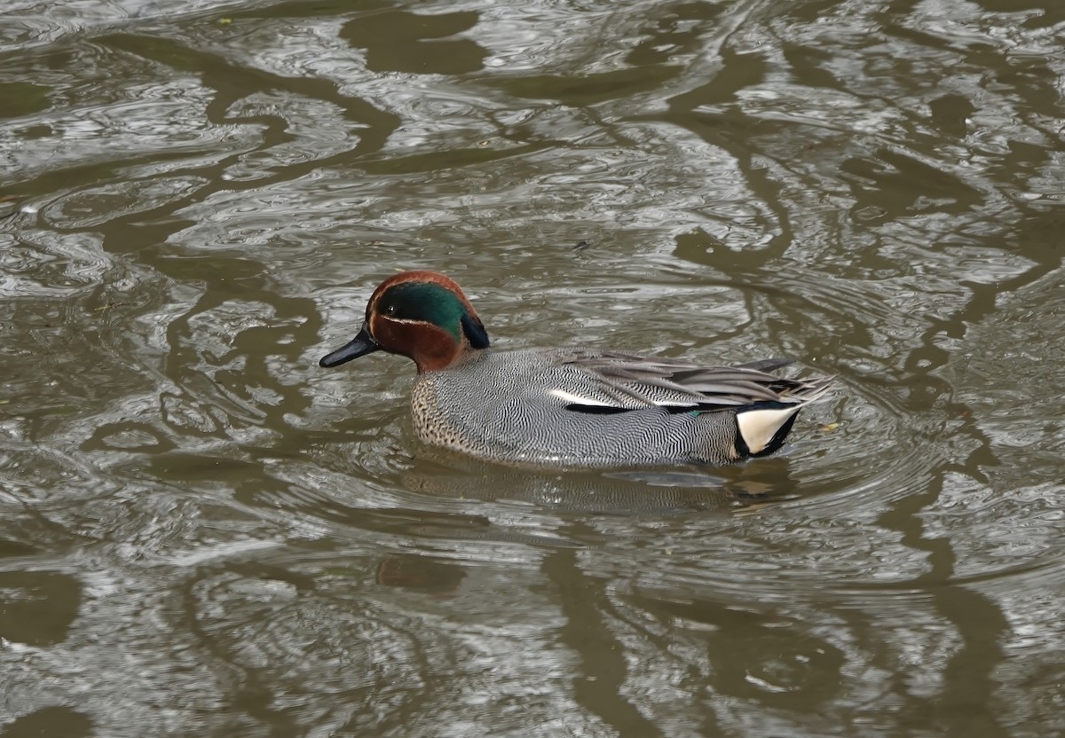 Green-winged Teal - Henk Sierdsema