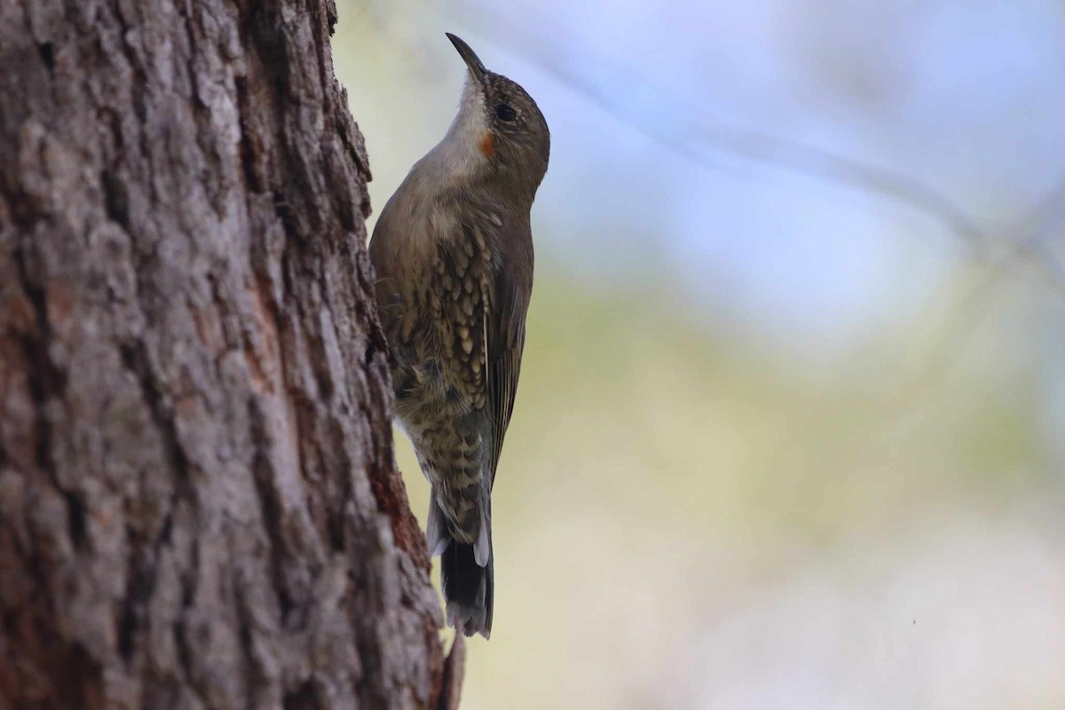 White-throated Treecreeper - ML616361356